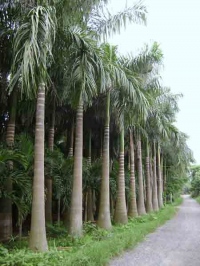 Bán đất An Phú Đông q12 có không gian xanh hạn chế ô nhiễm Bán đất An Phú Đông q12 có không gian xanh hạn chế ô nhiễm